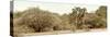 Awesome South Africa Collection Panoramic - Giraffe in the African Savannah-Philippe Hugonnard-Stretched Canvas