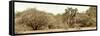 Awesome South Africa Collection Panoramic - Giraffe in the African Savannah-Philippe Hugonnard-Framed Stretched Canvas