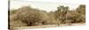 Awesome South Africa Collection Panoramic - Giraffe in the African Savannah-Philippe Hugonnard-Stretched Canvas