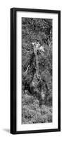 Awesome South Africa Collection Panoramic - Giraffe in the Bush B&W-Philippe Hugonnard-Framed Photographic Print