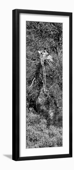 Awesome South Africa Collection Panoramic - Giraffe in the Bush B&W-Philippe Hugonnard-Framed Photographic Print