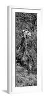 Awesome South Africa Collection Panoramic - Giraffe in the Bush B&W-Philippe Hugonnard-Framed Photographic Print