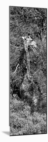 Awesome South Africa Collection Panoramic - Giraffe in the Bush B&W-Philippe Hugonnard-Mounted Photographic Print