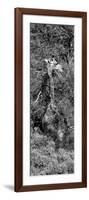 Awesome South Africa Collection Panoramic - Giraffe in the Bush B&W-Philippe Hugonnard-Framed Photographic Print