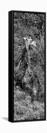 Awesome South Africa Collection Panoramic - Giraffe in the Bush B&W-Philippe Hugonnard-Framed Stretched Canvas