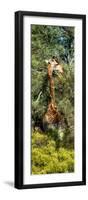 Awesome South Africa Collection Panoramic - Giraffe in the Bush-Philippe Hugonnard-Framed Photographic Print