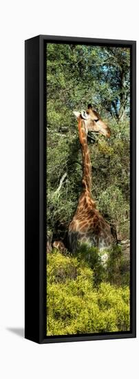 Awesome South Africa Collection Panoramic - Giraffe in the Bush-Philippe Hugonnard-Framed Stretched Canvas