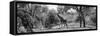 Awesome South Africa Collection Panoramic - Giraffe in the Savanna B&W-Philippe Hugonnard-Framed Stretched Canvas