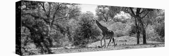 Awesome South Africa Collection Panoramic - Giraffe in the Savanna B&W-Philippe Hugonnard-Stretched Canvas
