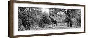Awesome South Africa Collection Panoramic - Giraffe in the Savanna B&W-Philippe Hugonnard-Framed Photographic Print