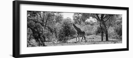 Awesome South Africa Collection Panoramic - Giraffe in the Savanna B&W-Philippe Hugonnard-Framed Photographic Print