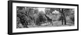 Awesome South Africa Collection Panoramic - Giraffe in the Savanna B&W-Philippe Hugonnard-Framed Photographic Print