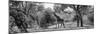 Awesome South Africa Collection Panoramic - Giraffe in the Savanna B&W-Philippe Hugonnard-Mounted Photographic Print