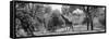 Awesome South Africa Collection Panoramic - Giraffe in the Savanna B&W-Philippe Hugonnard-Framed Stretched Canvas