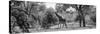 Awesome South Africa Collection Panoramic - Giraffe in the Savanna B&W-Philippe Hugonnard-Stretched Canvas