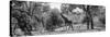 Awesome South Africa Collection Panoramic - Giraffe in the Savanna B&W-Philippe Hugonnard-Stretched Canvas