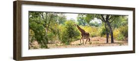 Awesome South Africa Collection Panoramic - Giraffe in the Savanna-Philippe Hugonnard-Framed Photographic Print