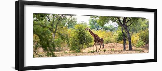 Awesome South Africa Collection Panoramic - Giraffe in the Savanna-Philippe Hugonnard-Framed Photographic Print