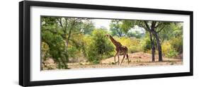 Awesome South Africa Collection Panoramic - Giraffe in the Savanna-Philippe Hugonnard-Framed Photographic Print