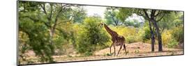 Awesome South Africa Collection Panoramic - Giraffe in the Savanna-Philippe Hugonnard-Mounted Photographic Print
