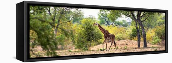 Awesome South Africa Collection Panoramic - Giraffe in the Savanna-Philippe Hugonnard-Framed Stretched Canvas