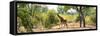 Awesome South Africa Collection Panoramic - Giraffe in the Savanna-Philippe Hugonnard-Framed Stretched Canvas