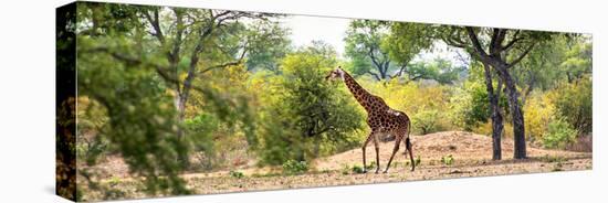 Awesome South Africa Collection Panoramic - Giraffe in the Savanna-Philippe Hugonnard-Stretched Canvas