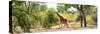 Awesome South Africa Collection Panoramic - Giraffe in the Savanna-Philippe Hugonnard-Stretched Canvas