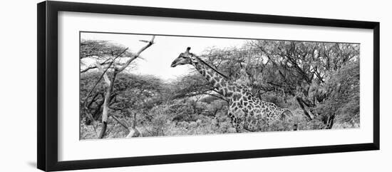 Awesome South Africa Collection Panoramic - Giraffe Kruger Park B&W-Philippe Hugonnard-Framed Photographic Print