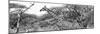 Awesome South Africa Collection Panoramic - Giraffe Kruger Park B&W-Philippe Hugonnard-Mounted Photographic Print