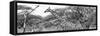 Awesome South Africa Collection Panoramic - Giraffe Kruger Park B&W-Philippe Hugonnard-Framed Stretched Canvas