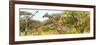 Awesome South Africa Collection Panoramic - Giraffe Kruger Park-Philippe Hugonnard-Framed Photographic Print