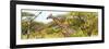 Awesome South Africa Collection Panoramic - Giraffe Kruger Park-Philippe Hugonnard-Framed Photographic Print