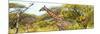 Awesome South Africa Collection Panoramic - Giraffe Kruger Park-Philippe Hugonnard-Mounted Photographic Print