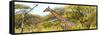 Awesome South Africa Collection Panoramic - Giraffe Kruger Park-Philippe Hugonnard-Framed Stretched Canvas