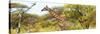 Awesome South Africa Collection Panoramic - Giraffe Kruger Park-Philippe Hugonnard-Stretched Canvas