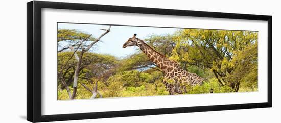 Awesome South Africa Collection Panoramic - Giraffe Kruger Park-Philippe Hugonnard-Framed Photographic Print