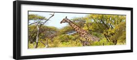 Awesome South Africa Collection Panoramic - Giraffe Kruger Park-Philippe Hugonnard-Framed Photographic Print