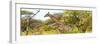 Awesome South Africa Collection Panoramic - Giraffe Kruger Park-Philippe Hugonnard-Framed Photographic Print