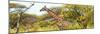 Awesome South Africa Collection Panoramic - Giraffe Kruger Park-Philippe Hugonnard-Mounted Photographic Print