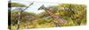 Awesome South Africa Collection Panoramic - Giraffe Kruger Park-Philippe Hugonnard-Stretched Canvas