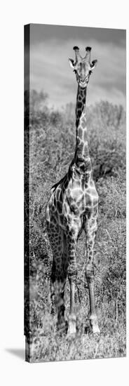 Awesome South Africa Collection Panoramic - Giraffe Portrait B&W-Philippe Hugonnard-Stretched Canvas