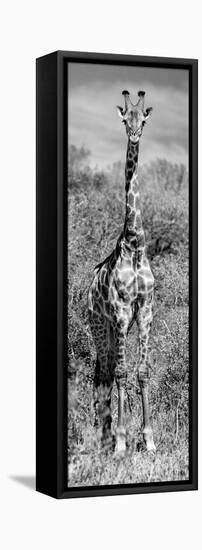 Awesome South Africa Collection Panoramic - Giraffe Portrait B&W-Philippe Hugonnard-Framed Stretched Canvas