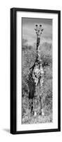 Awesome South Africa Collection Panoramic - Giraffe Portrait B&W-Philippe Hugonnard-Framed Premium Photographic Print