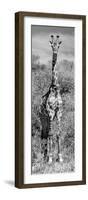 Awesome South Africa Collection Panoramic - Giraffe Portrait B&W-Philippe Hugonnard-Framed Photographic Print