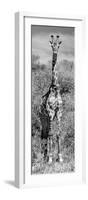 Awesome South Africa Collection Panoramic - Giraffe Portrait B&W-Philippe Hugonnard-Framed Photographic Print