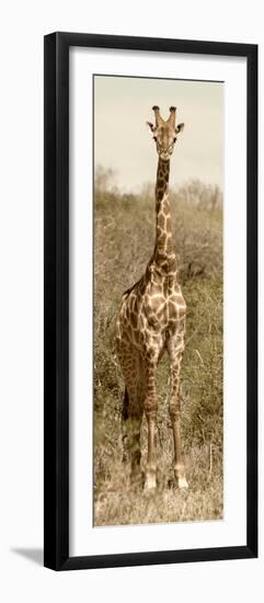 Awesome South Africa Collection Panoramic - Giraffe Portrait II-Philippe Hugonnard-Framed Photographic Print