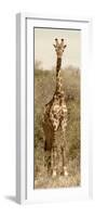 Awesome South Africa Collection Panoramic - Giraffe Portrait II-Philippe Hugonnard-Framed Photographic Print