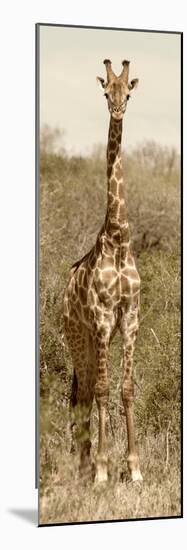Awesome South Africa Collection Panoramic - Giraffe Portrait II-Philippe Hugonnard-Mounted Photographic Print