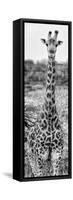 Awesome South Africa Collection Panoramic - Giraffe Portrait III B&W-Philippe Hugonnard-Framed Stretched Canvas